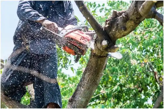 tree services Canyon Creek